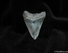 Inch Bone Valley Megalodon Tooth #129-1